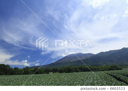 Takahara cabbage field and Mt. Asama 6603513