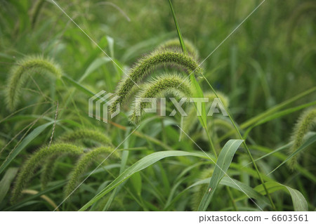 Setaria viridis 6603561