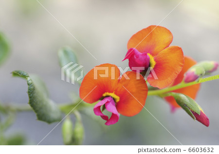 Collisema花 6603632