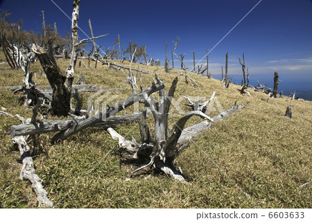 Spoiled spruce and itosasu origin 6603633