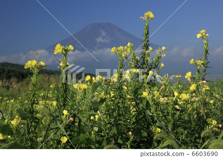 Matsuyoshiga和富士山 6603690