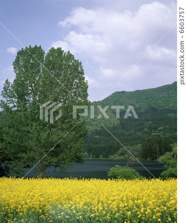 Nano Hana和Hokuryu Lake 6603757