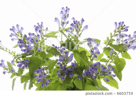 插花 插花 6603759