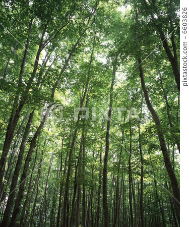 Fresh green beech forest beautiful forest Fresh green beech forest beautiful forest 6603826