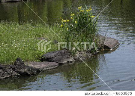 水邊的Kishoub 6603960