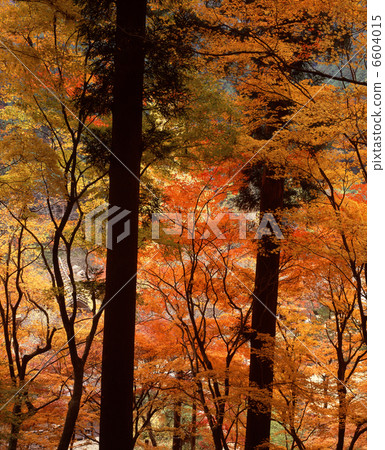 Konami河秋葉 6604015