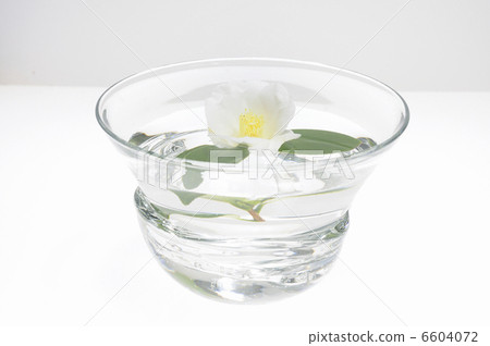 在水罐的白色山茶花花 在水罐的白色山茶花花 6604072