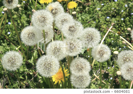 蒲公英絨毛 蒲公英絨毛 6604081