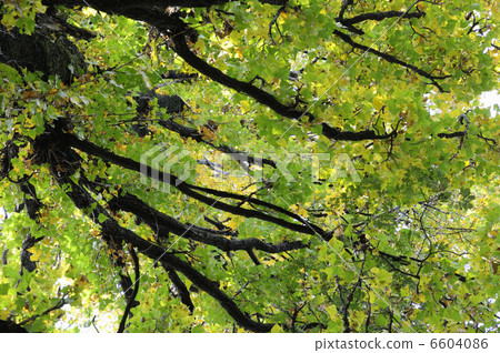 秋天的樹葉 6604086