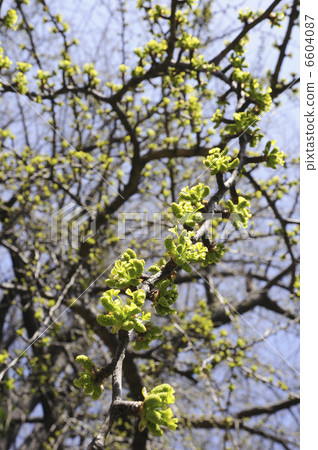 銀杏樹biloba和新綠色年輕葉子 6604087