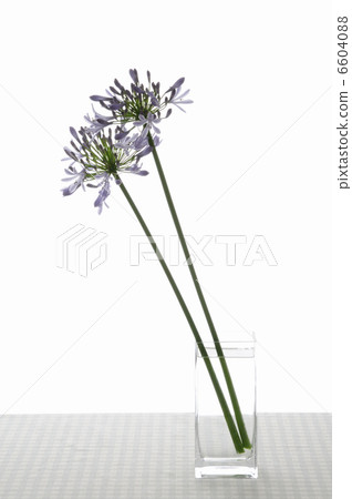 Flower arrangement, Agapanthus 6604088