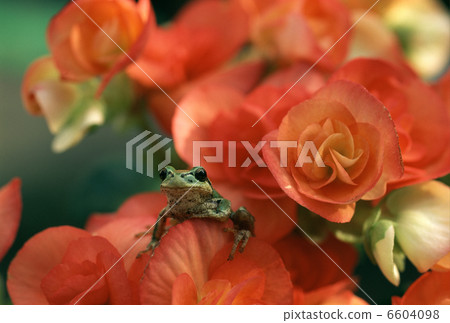 Begonia and Japanese frogs Begonia and Japanese frogs 6604098