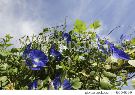 Blue sky and blue morning glory 6604099