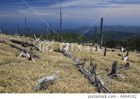 被寵壞的雲杉和itosasu起源 6604182