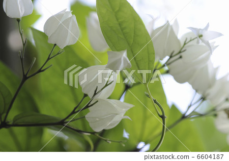 Benkei naughty flower 6604187