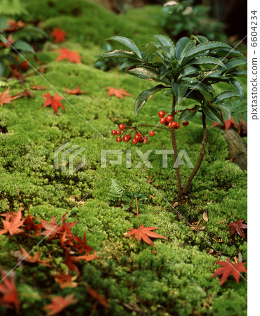 Many leopard in the garden Many leopard in the garden 6604234