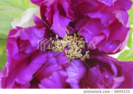 Button flower 6604235