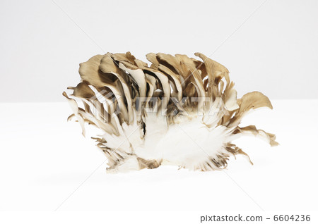 White beak in Maitake 6604236