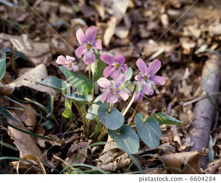 中提琴 中提琴 6604284