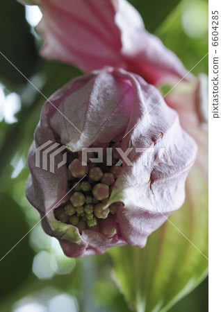 Medinila Magnifica花 6604285