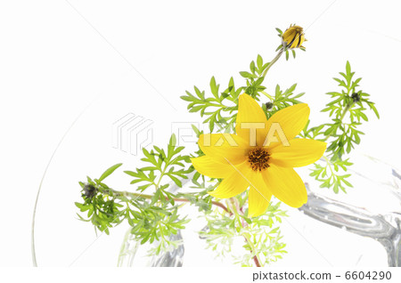 Winter cosmos in the aquarium on white back 6604290