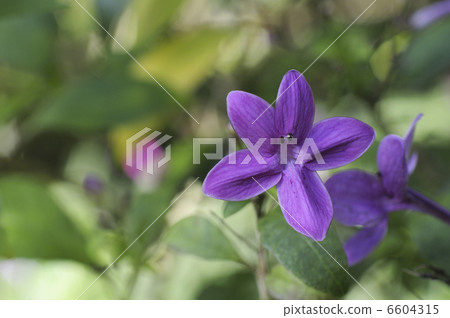 Flower of Pseudorhasseum laxiflorum Flower of Pseudorhasseum laxiflorum 6604315
