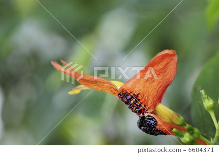 Ruttiya fluticosa花 6604371