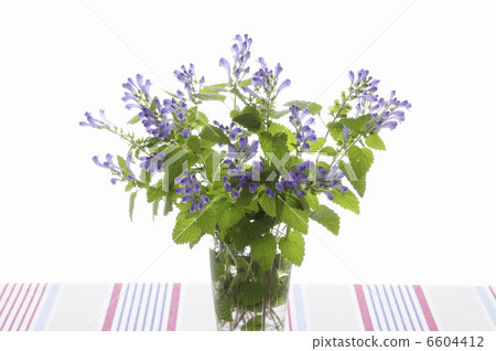 插花 插花 6604412