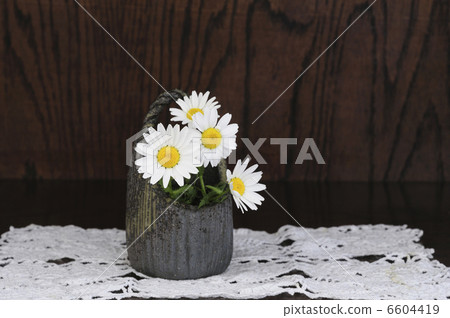 Flower North Pole in a pottery pot 6604419