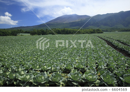 高原白菜田和淺間山 6604569