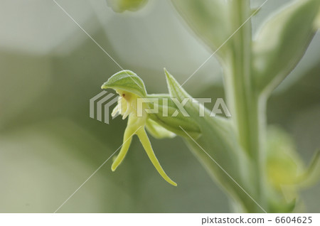 Habenava cf. cruciata花 6604625