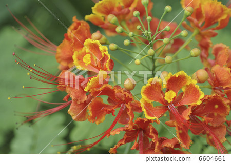 鵝的花 鵝的花 6604661