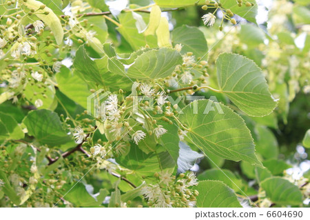 Fern flowers 6604690