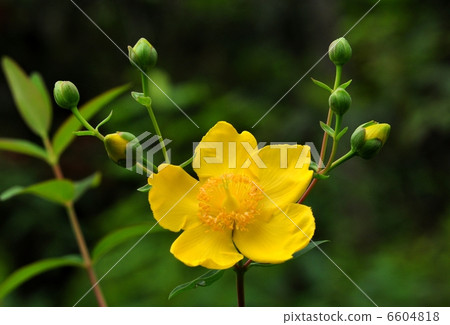 Quincebai 6604818