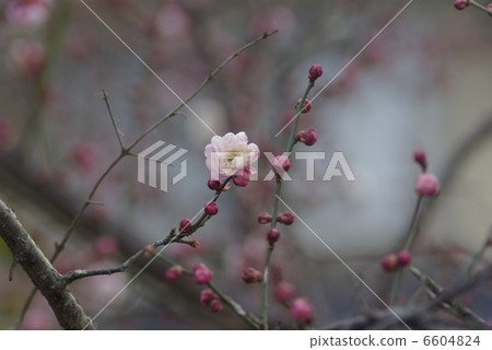 開花在早期的春天寒冷的紅色李子紅色花 開花在早期的春天寒冷的紅色李子紅色花 6604824