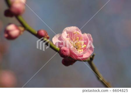 開花在早期的春天寒冷的紅色李子紅色花 開花在早期的春天寒冷的紅色李子紅色花 6604825