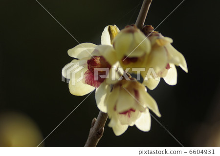 Rhubai花在早期的春天開花 6604931