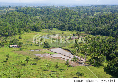 Rural Asian landscape with palms and rice fields 6605161