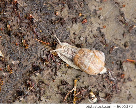 Snail crawling 6605373