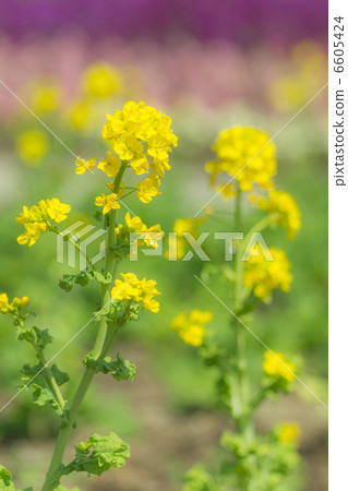 Rape blossoms 6605424