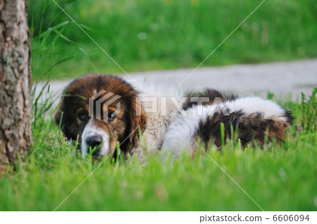 old sick dog 6606094