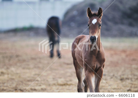 baby horse baby horse 6606118