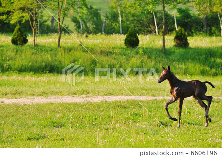 baby horse 6606196