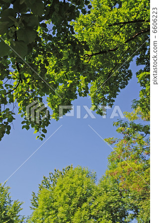 natural frame 6606223