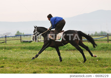 horse nature horse nature 6606229