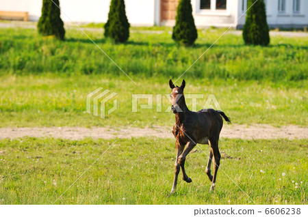 baby horse baby horse 6606238