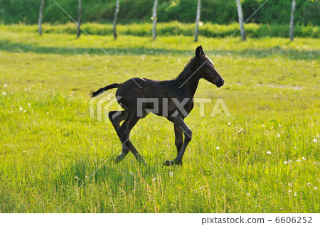 baby horse 6606252