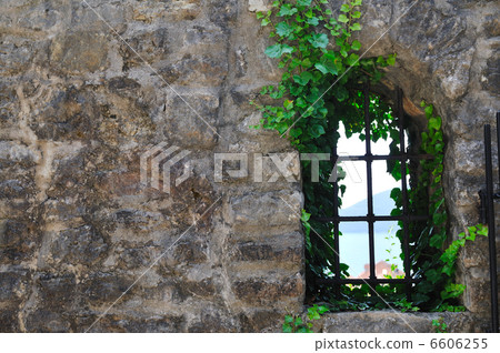 window old plant 6606255