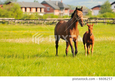horse nature horse nature 6606257