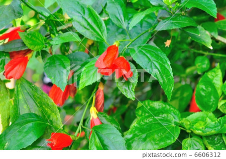Marba viscousus 6606312